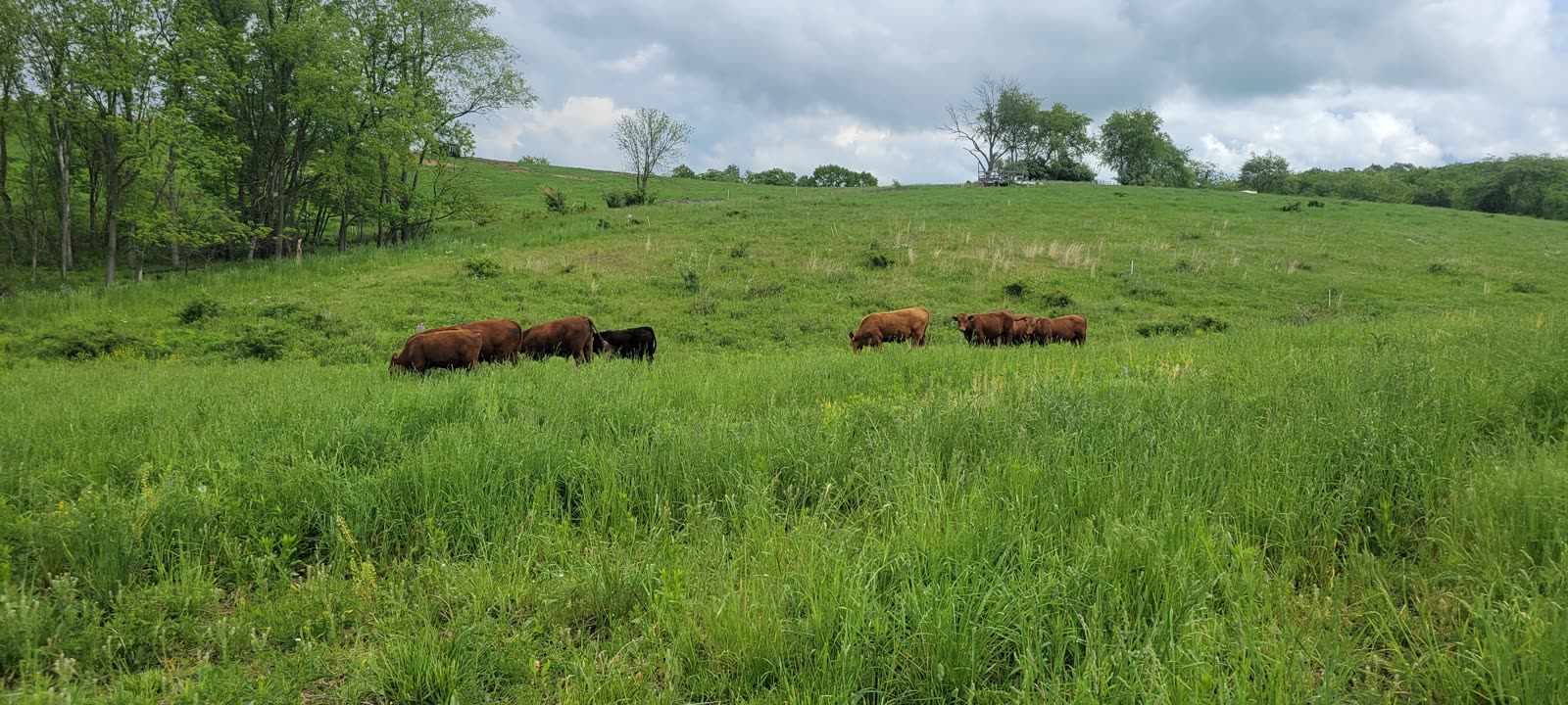 Grass Hill Cattle pasture in Danville, PA