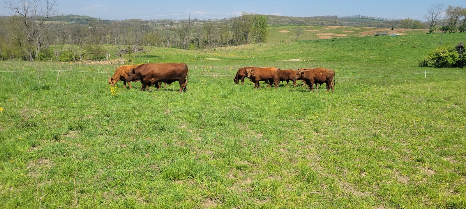 Grass Hill Cattle — the farm