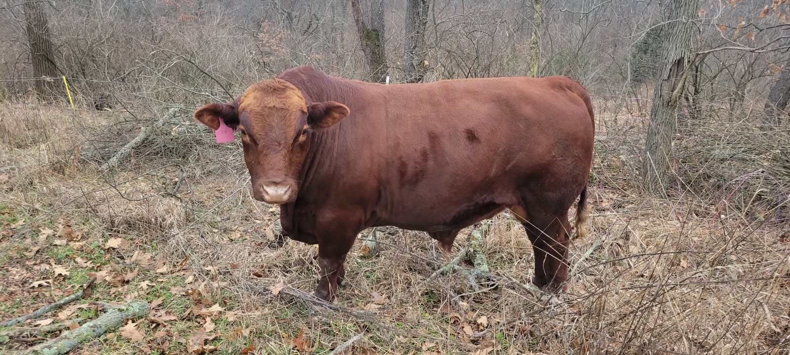 Grass Hill Cattle in pasture