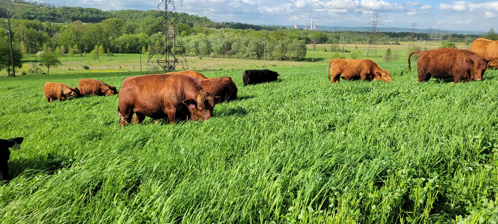 Grass Hill Cattle land