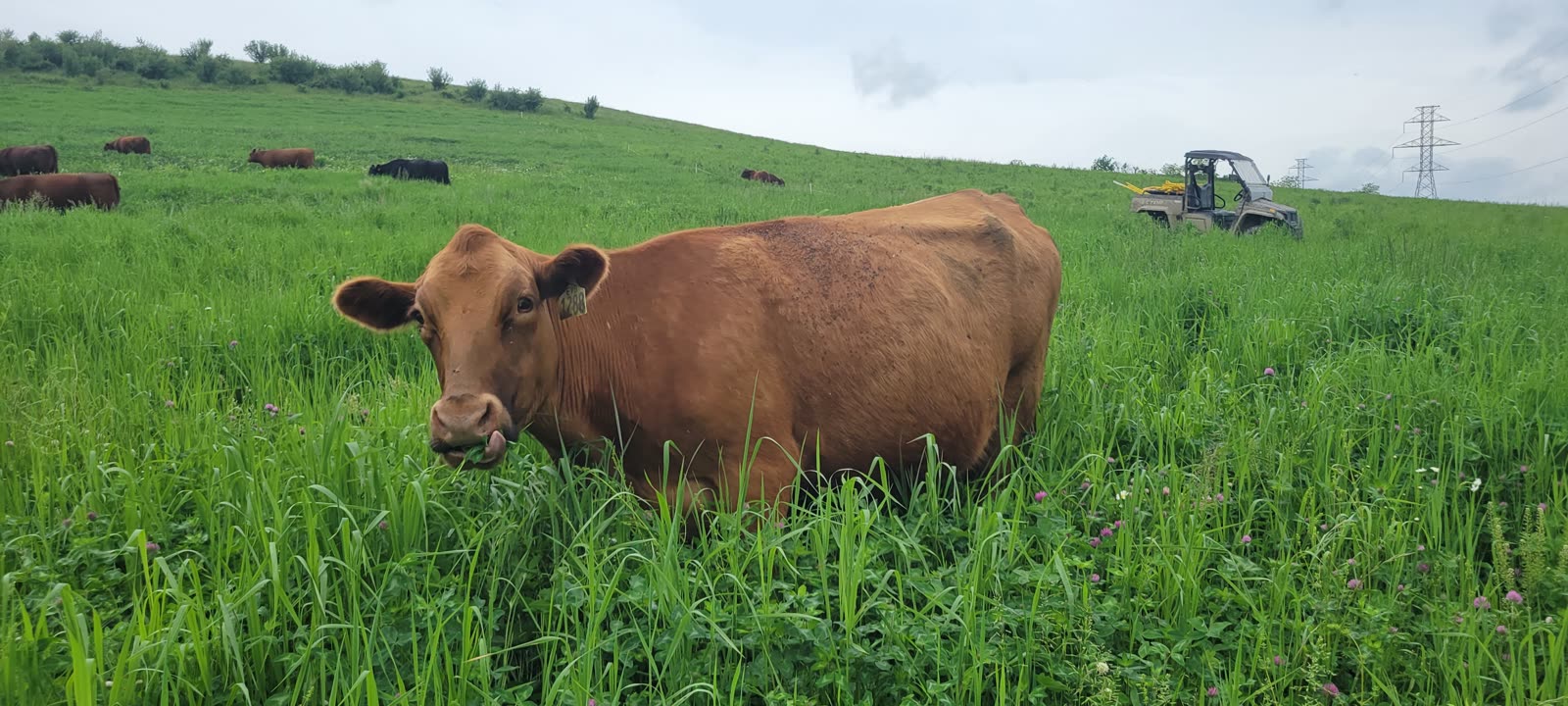 Grass Hill Cattle pasture