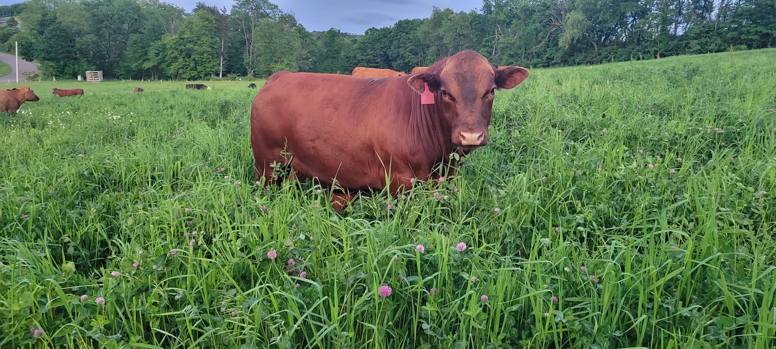 Grass Hill Cattle — the land