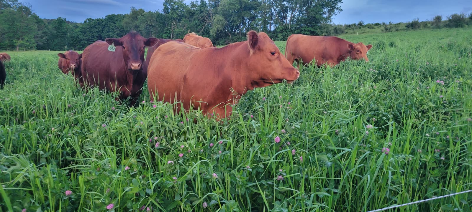 Cattle raised on pasture