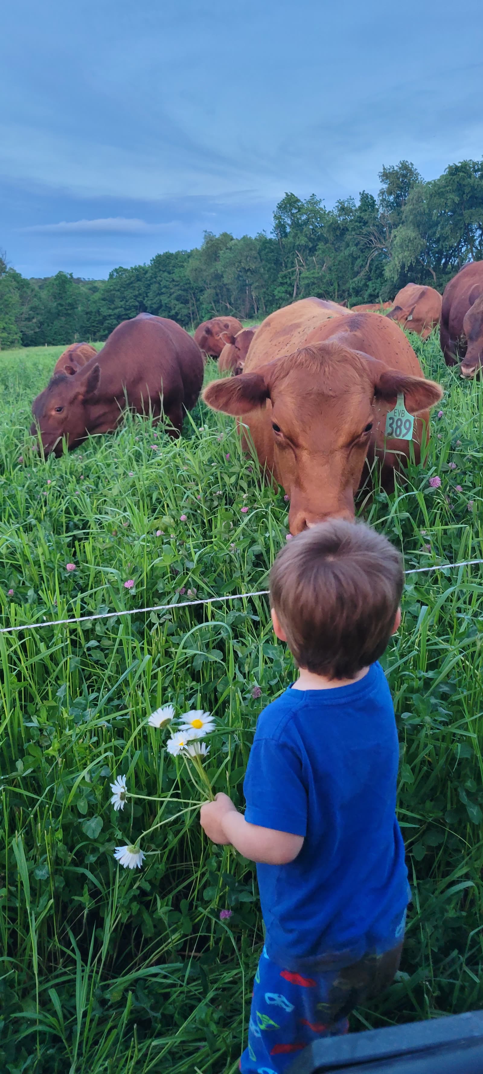 Grass Hill Cattle — pasture raised
