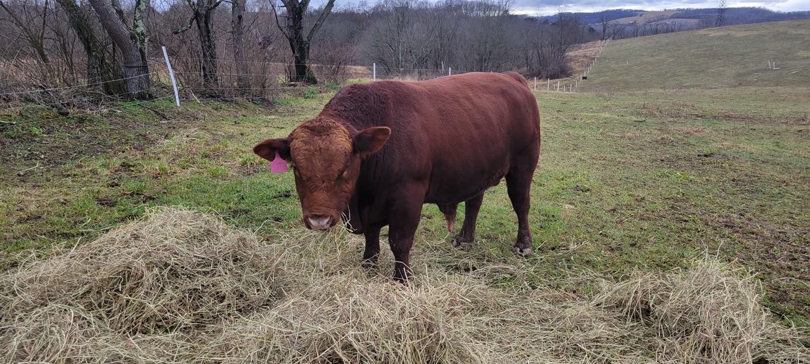Grass Hill Cattle farm
