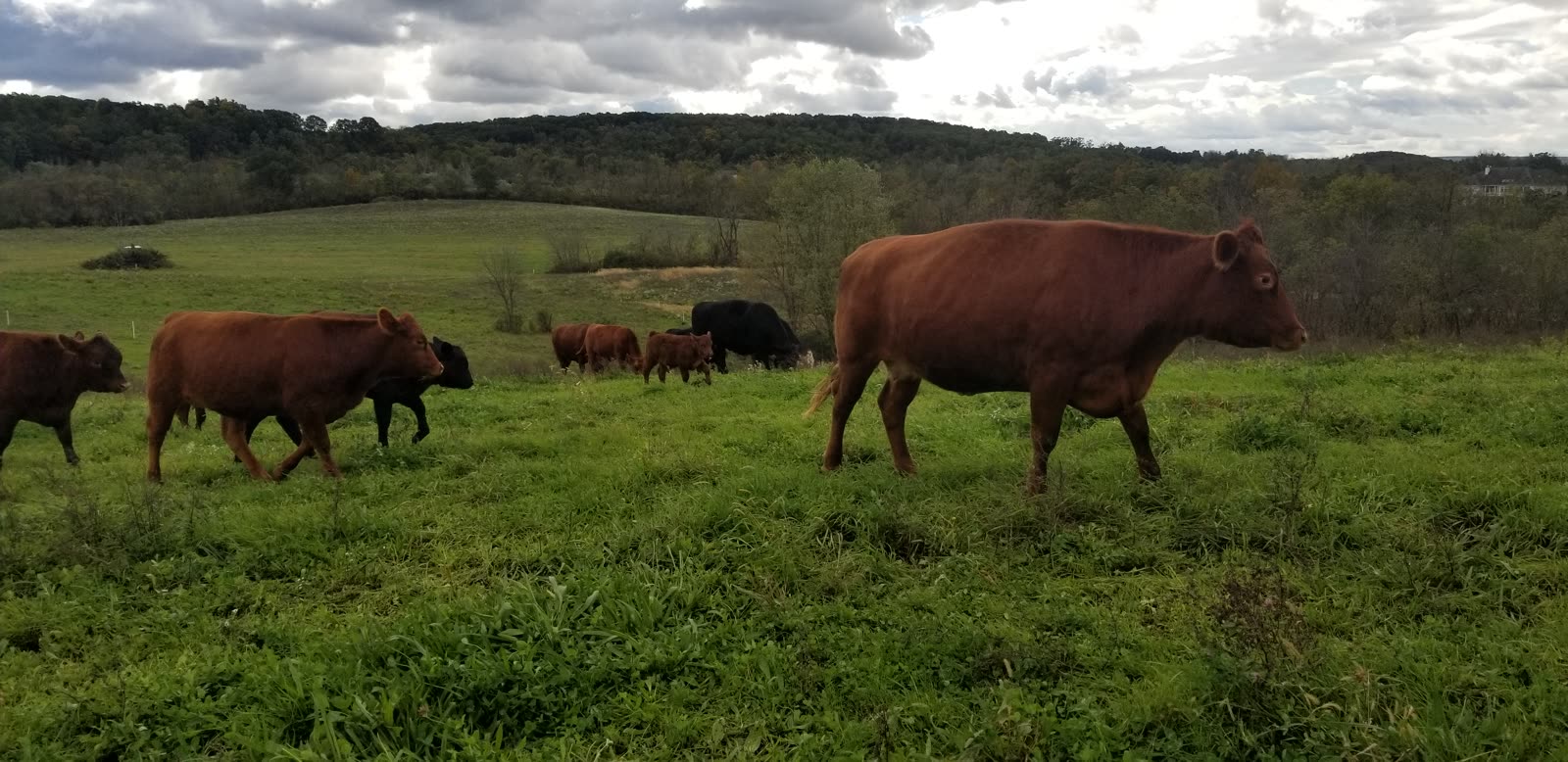 Grass Hill Cattle on pasture